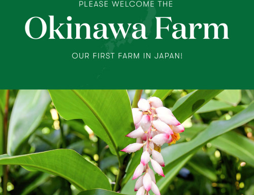 ヤング・リビング初となる日本農場が誕生します！沖縄で古くから薬草月桃（Shell Ginger）を栽培