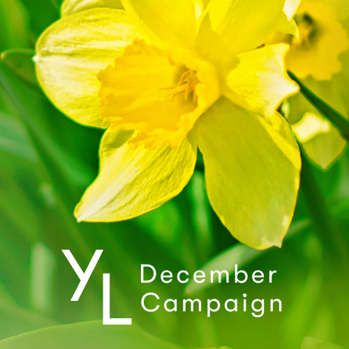 12月1日（木）〜25日（日）YLおトク便限定キャンペーン｜寒さが厳しくなる年末に心を豊かにしてくれる4製品