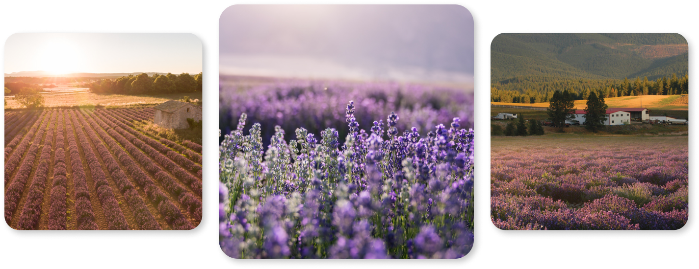 Lavender Farms