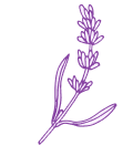 Lavender Lavender