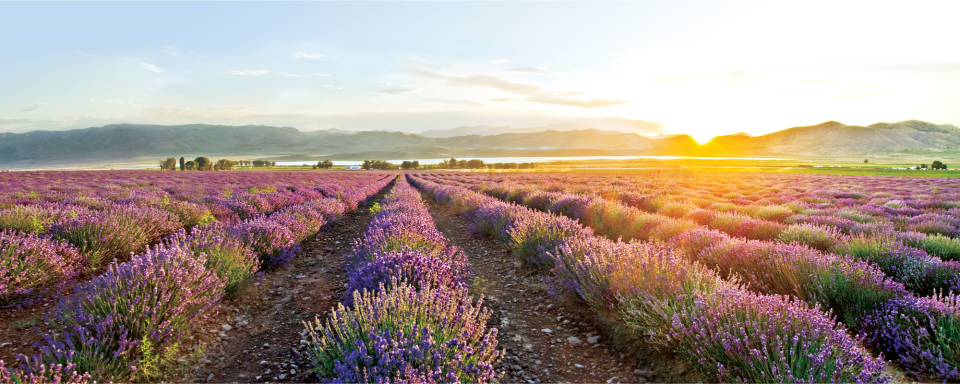 Lavender Farms