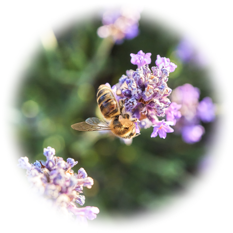 lavender oil lavender oil