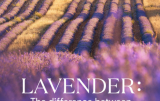 クローンラベンダーと真正ラベンダーの違いをご存知ですか？