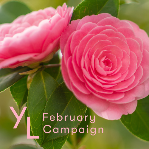 2月1日（木）〜25日（日）YLおトク便限定キャンペーン｜おうち時間を楽しもう！