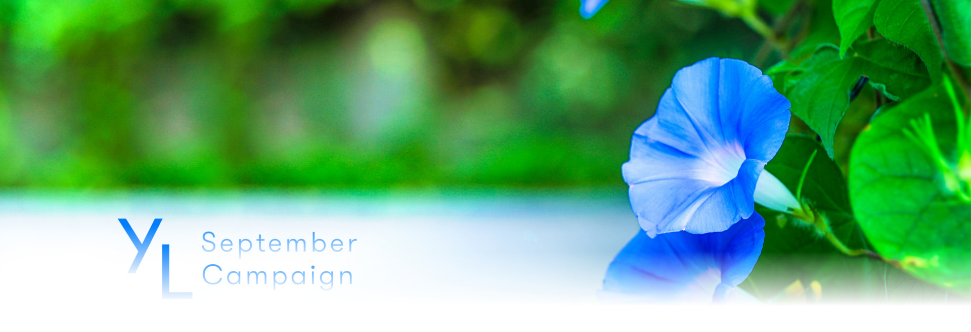 9月1日（月）〜25日（木）YLおトク便限定キャンペーン｜季節の変わり目にうれしい3製品をプレゼント！