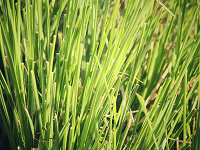 vetivergrass