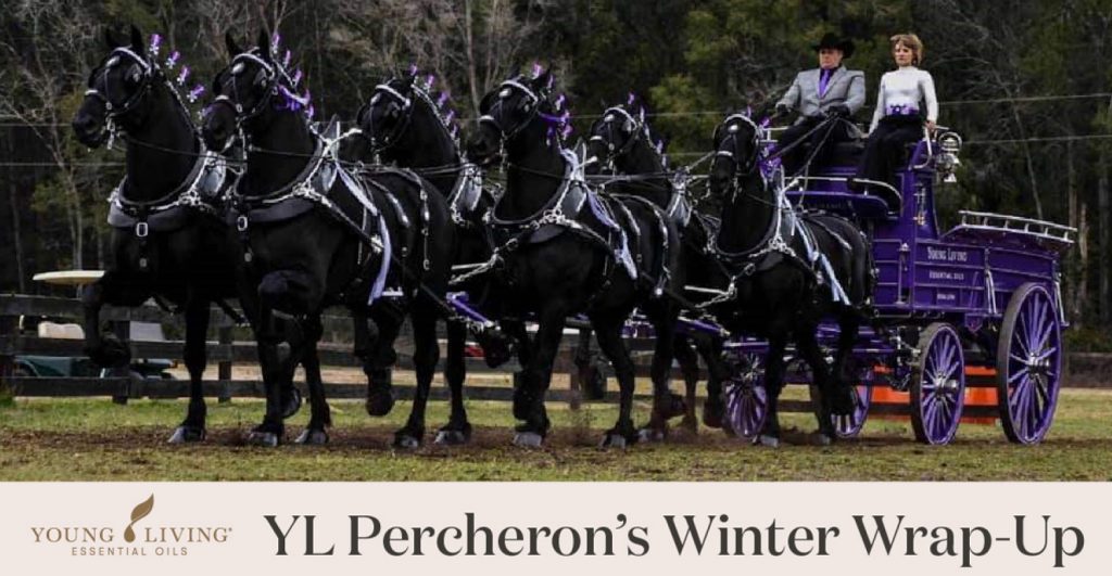 ヤング・リビング ペルシュロン馬 今シーズンの総括