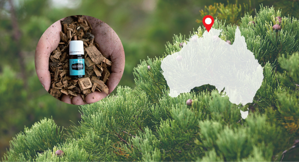 アウトバック植物保護区 ― オーストラリア ダーウィン BLOSSOM ヤング・リビング 公式ブログ