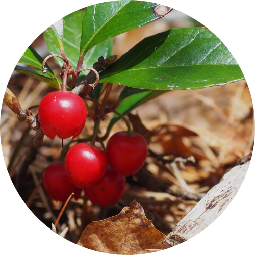 ウィンターグリーン