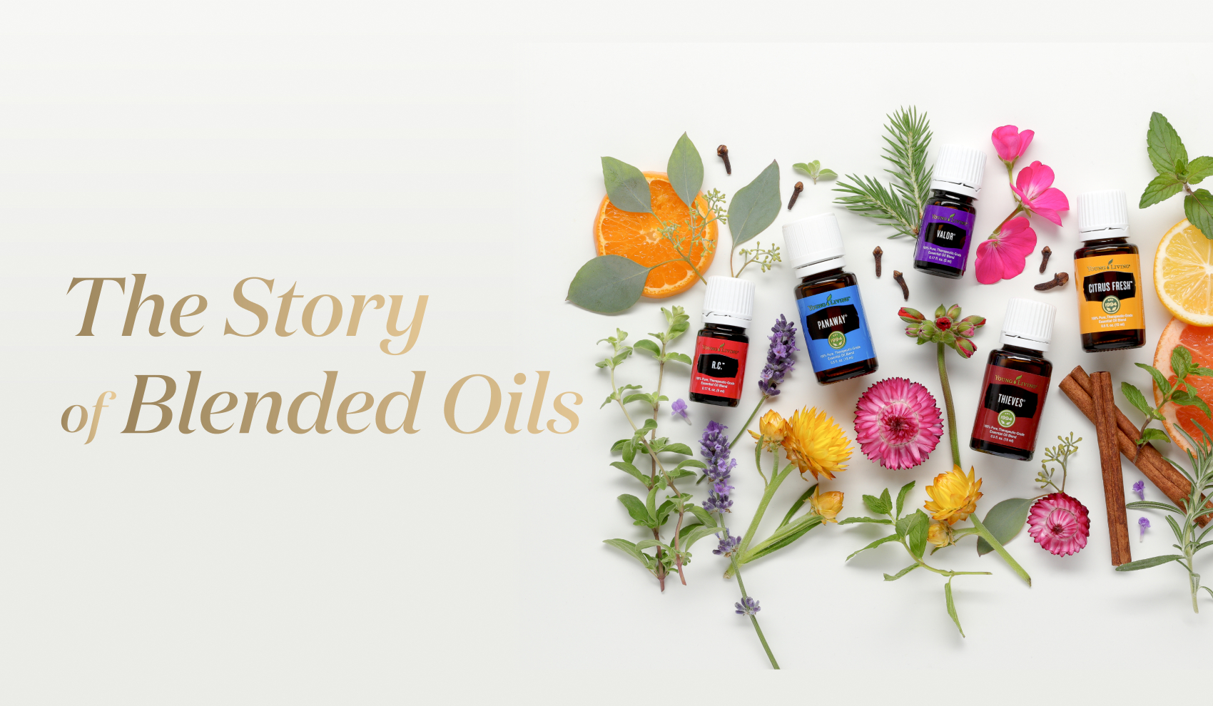 ヤング・リビング ブレンドオイルの物語~香りに込められた意図~|Blend of the Month