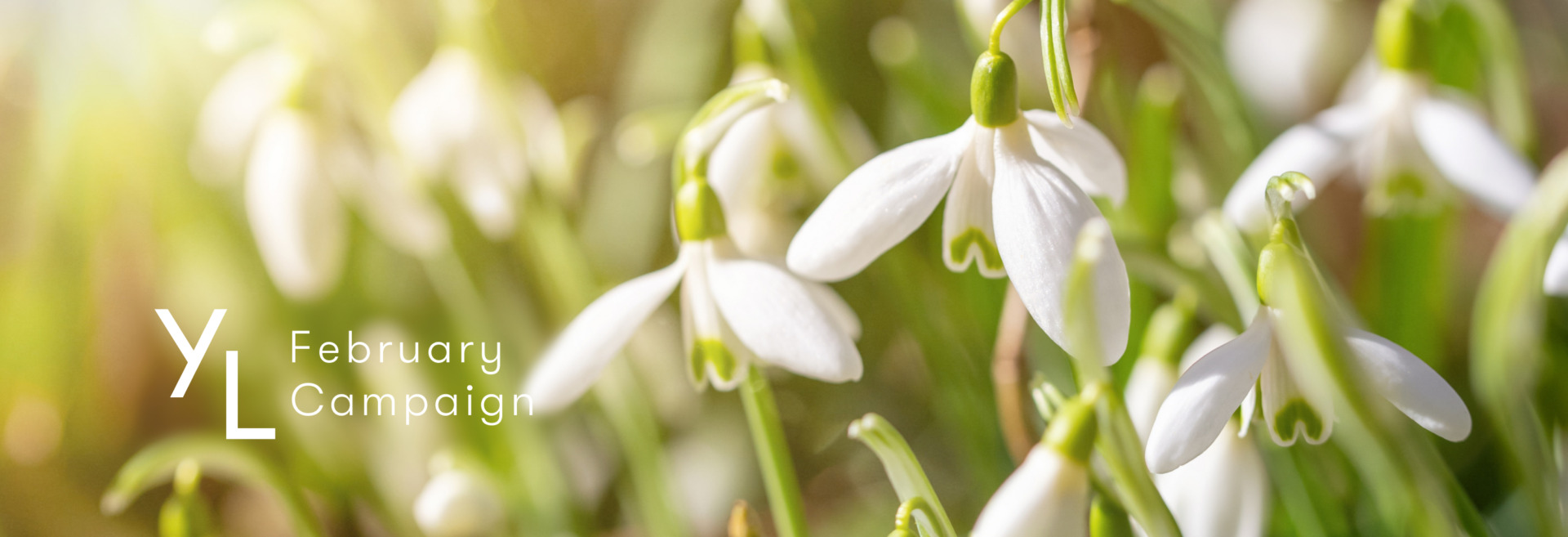 2月YLおトク便限定キャンペーン