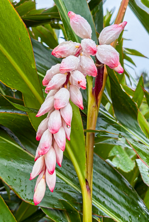 wellness-tips-okinawa-shell-getto