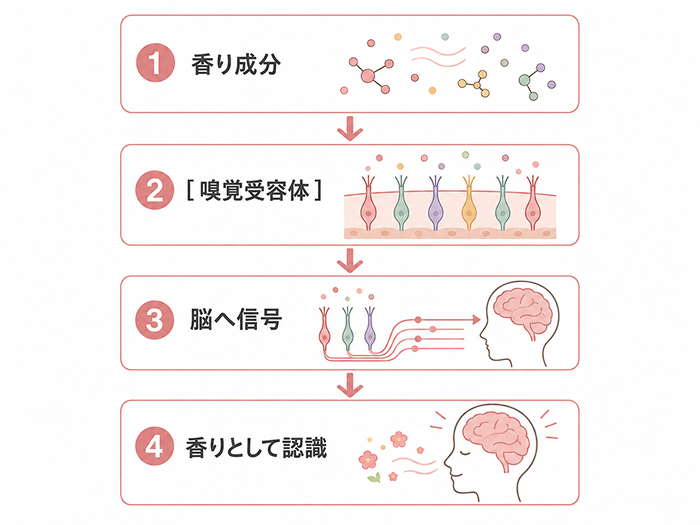 wellness-tips-okinawa-shell-ginger-img-8