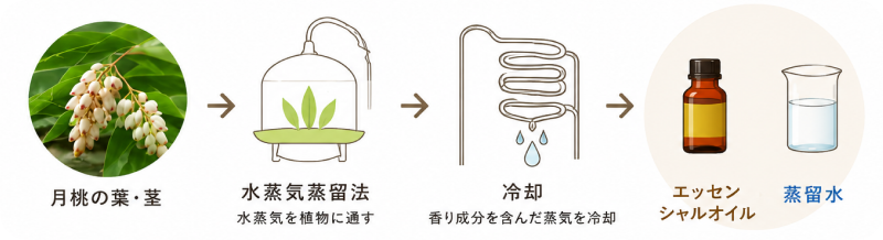 wellness-tips-okinawa-shell-ginger-img-07 月桃蒸留水水蒸気蒸留法による抽出