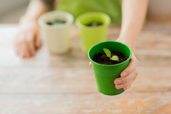 新しい植物を育ててみる