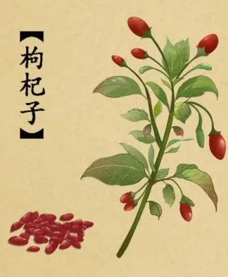 枸杞子の植物画