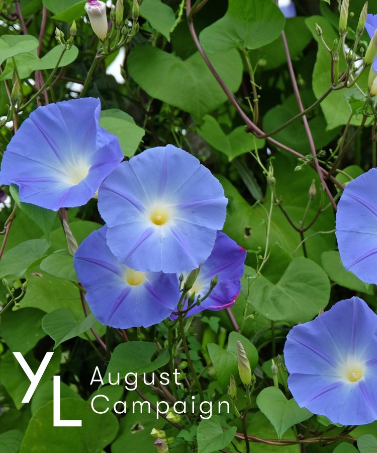 8月1日（土）〜25日（火）YLおトク便限定キャンペーン｜夏を彩る、人気のブレンドオイル。