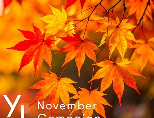 11月1日（日）〜25日（水）YLおトク便限定キャンペーン