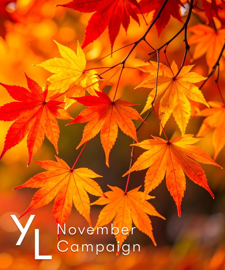 11月1日(日)〜25日(水)YLおトク便限定キャンペーン