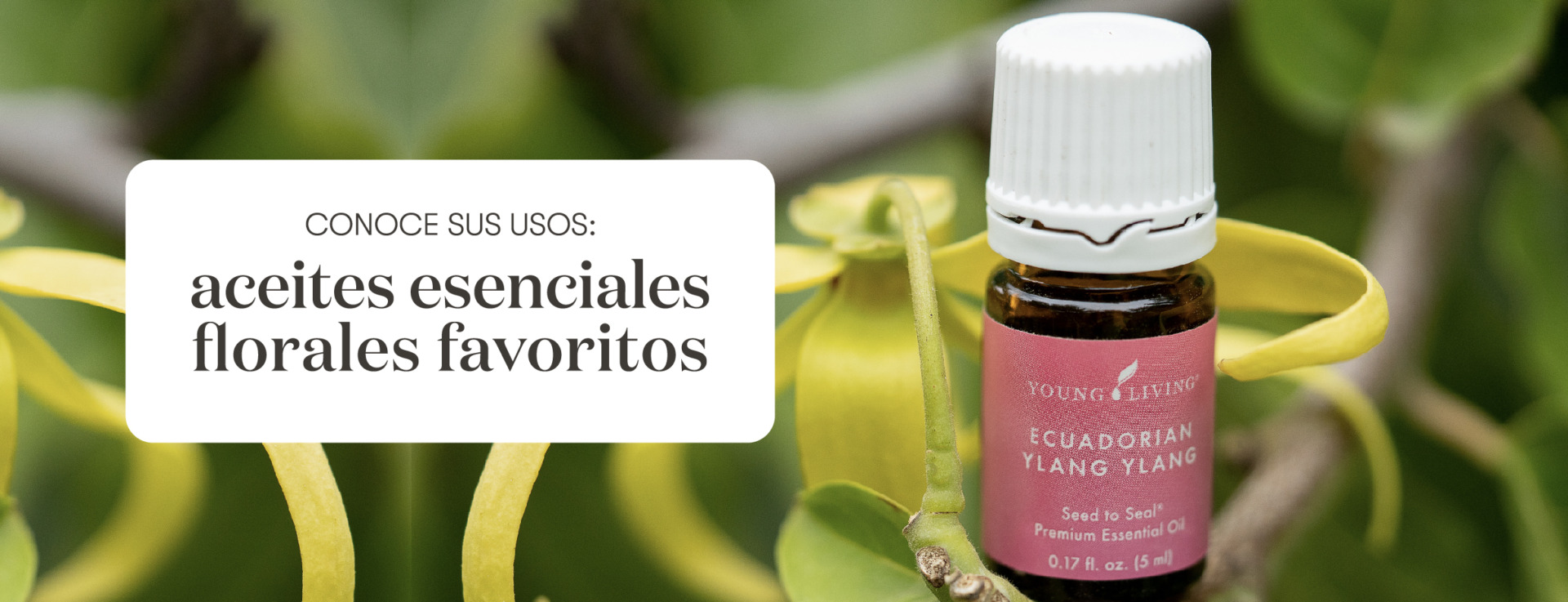 Nuestros Aceites Esenciales florales favoritos ı Young Living Essential Oils