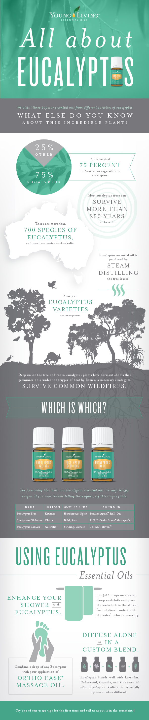 Eucalyptus Essential Oil - Young Living - Eucalyptus Radiata, Eucalyptus Globulus, Eucalyptus Blue