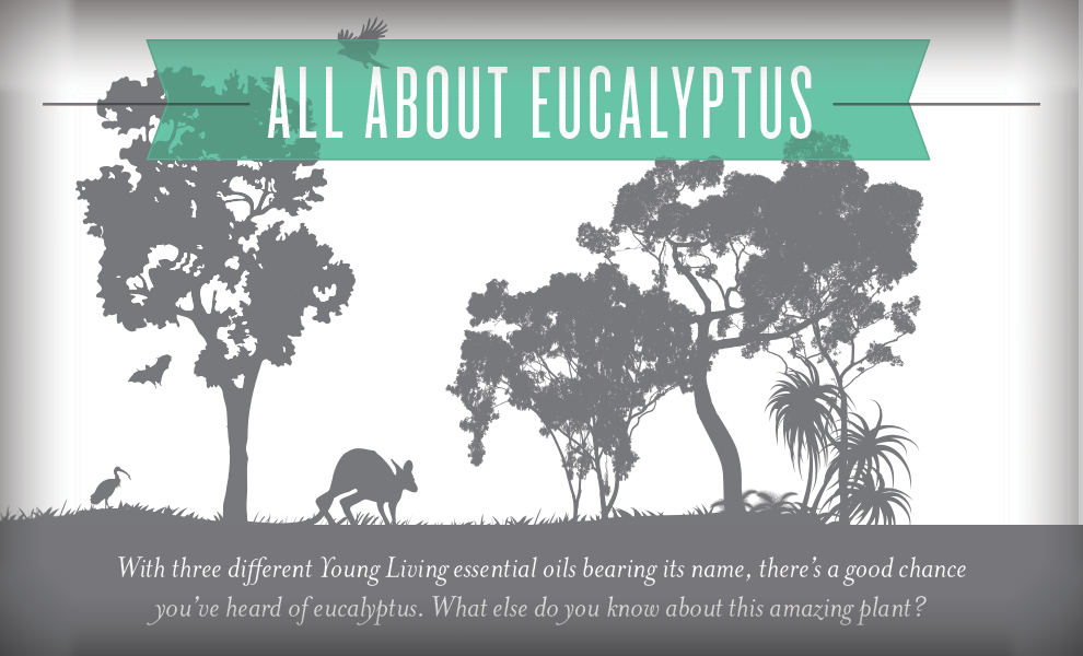 Eucalyptus Essential Oil - Young Living