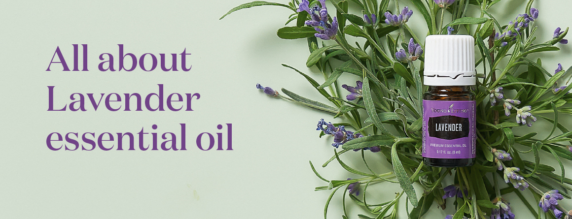 All About Lavender Oil Uses & Benefits
