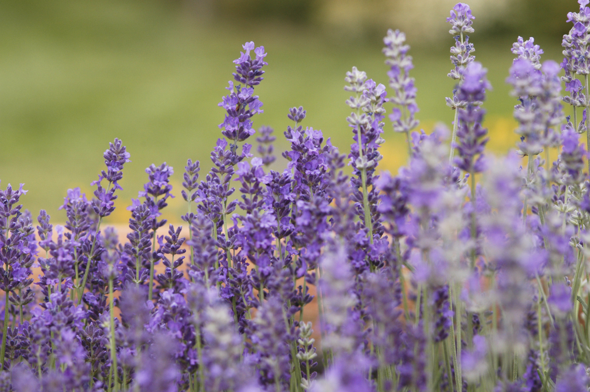 Aceite Esencial Lavanda –