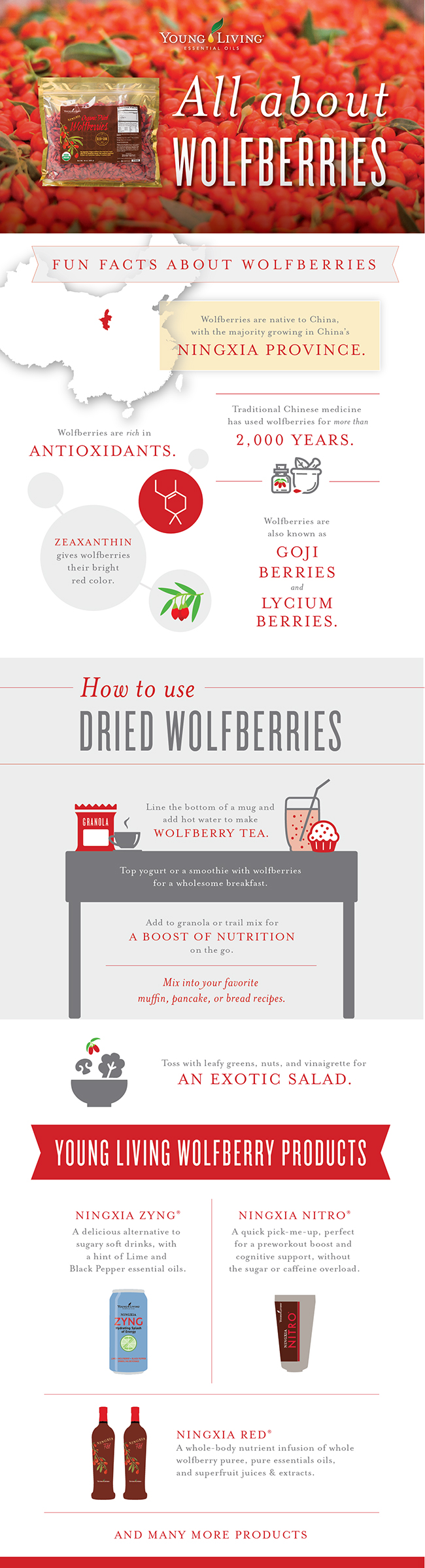 Fun facts about wolfberries infographic