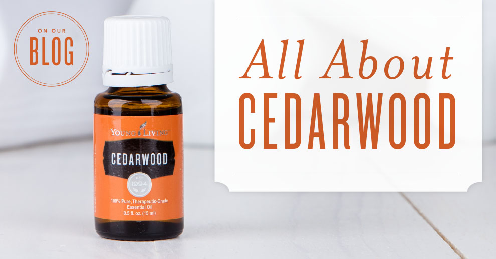 Cedarwood oil essential oil and its uses infographic Young Living Blog