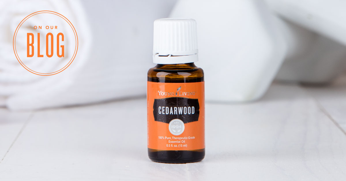 Cedarwood oil essential oil and its uses infographic