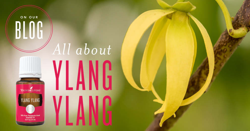 Ylang Ylang Oil Uses Young Living Blog