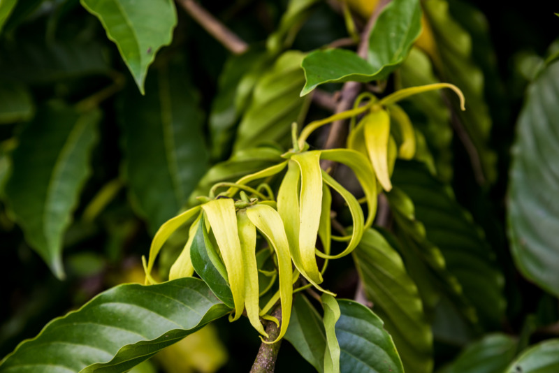 Ylang Ylang Essential Oil Uses & Benefits Young Living Blog