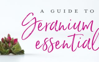 A guide to Geranium essential oil