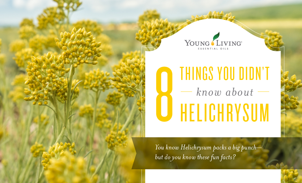 8 things you didn't know about Helichrysum Essential Oil Helichrysum