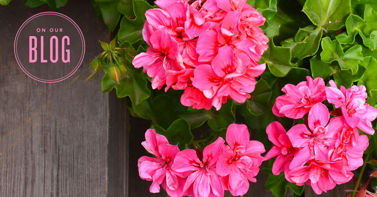 How to use Geranium essential oil