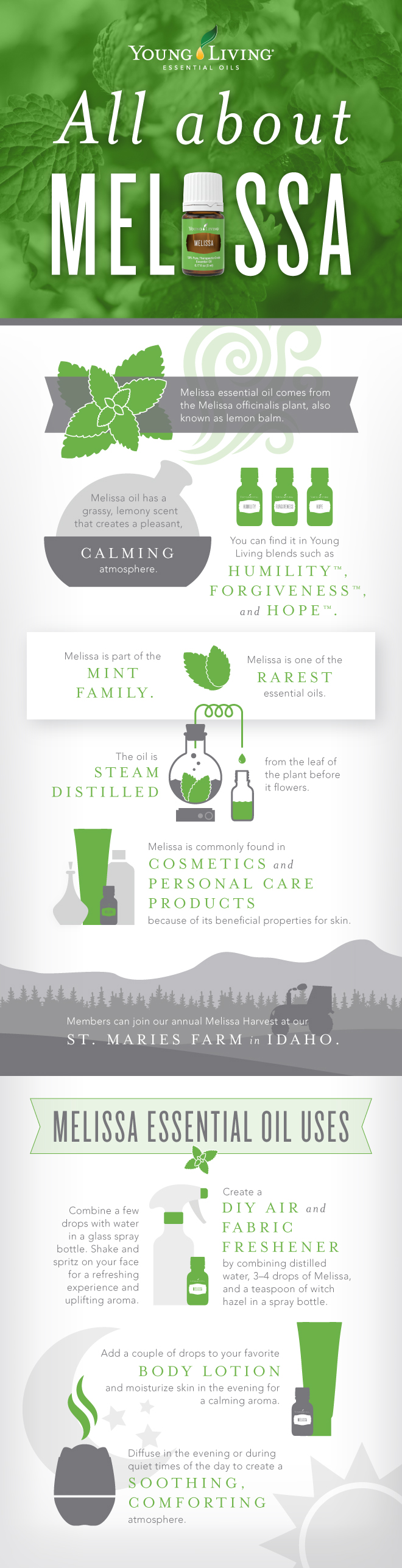 All About Melissa Essential Oil Infographic