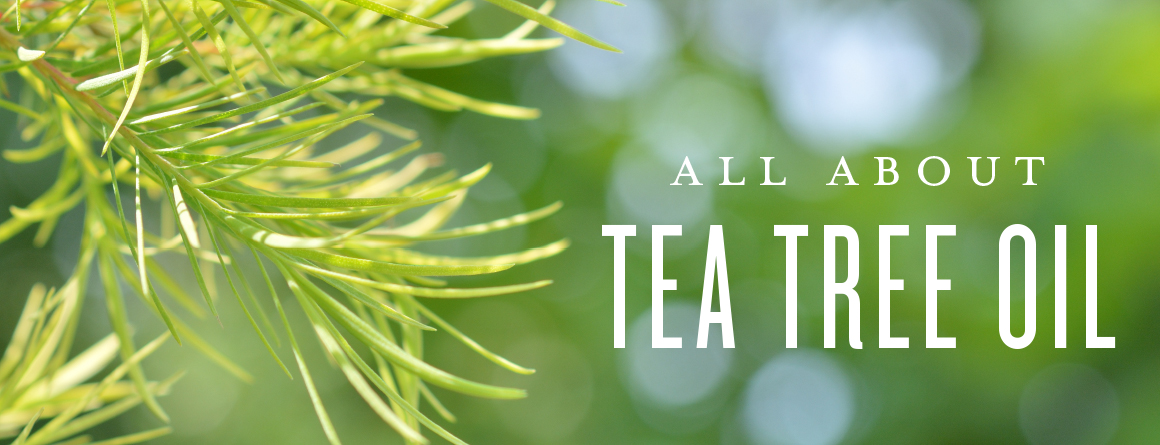 All About Tea Tree Oil
