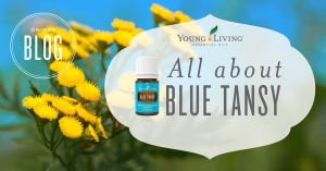 Blue Tansy essential oil infographic about essential oil benefits and uses