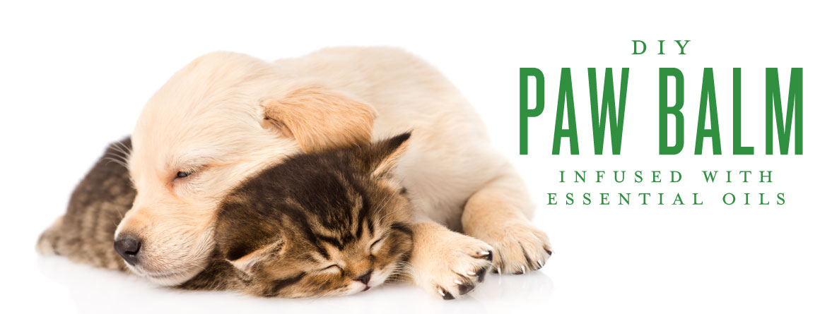 DIY paw balm with essential oils for pets