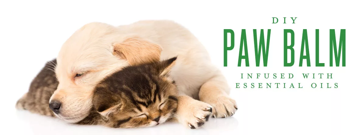 homemade dog paw balm