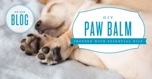 DIY paw balm with essential oils for pets