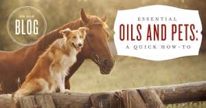 Essential oils and pets: A quick how to