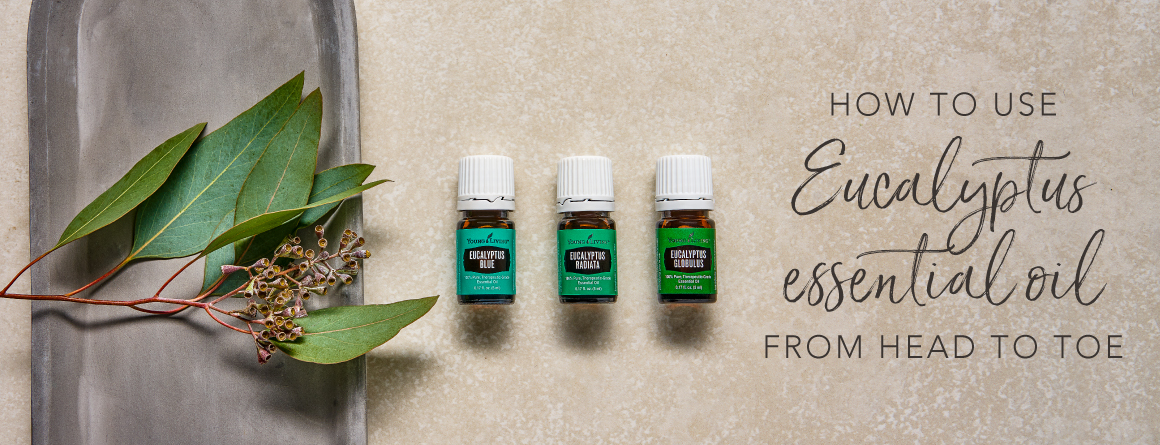 How to use Eucalyptus essential oil from head to toe