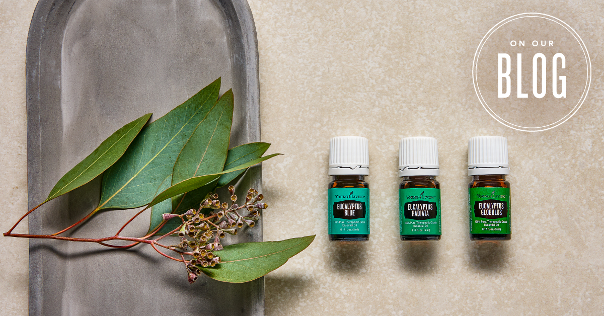 Eucalyptus Oil For Beard Growth Does It Work