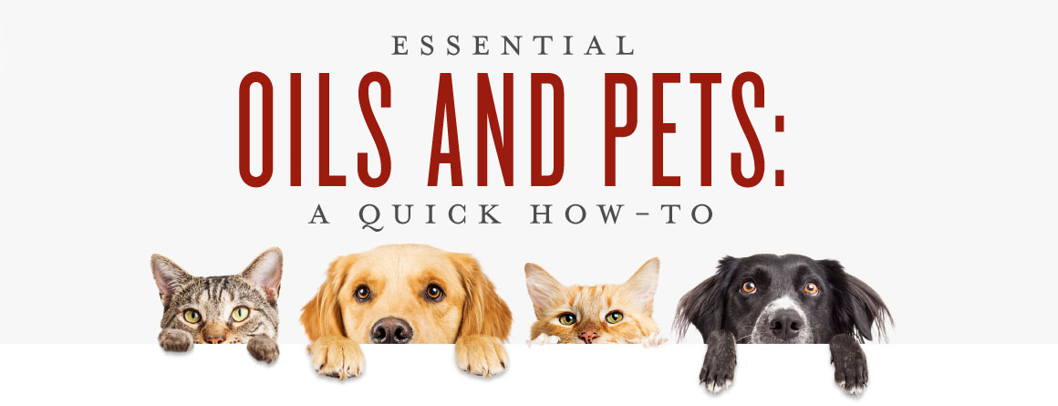 Essential Oils for Pets | Uses 