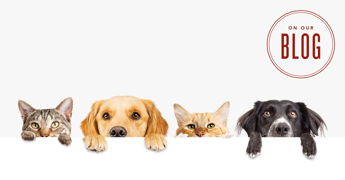 Essential Oils For Pets | Uses & Benefits | Young Living Blog