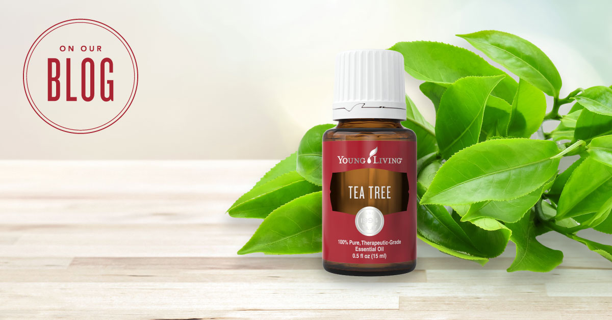 Young Living Tea Tree Oil 18 Uses Still Being Molly