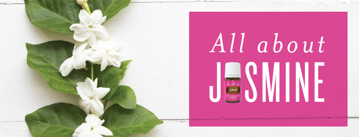 All about Jasmine essential oil