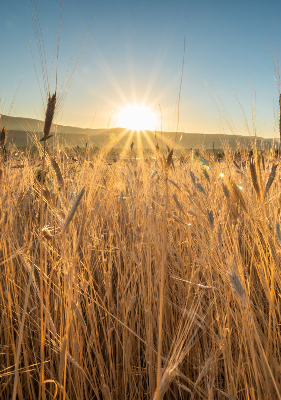 Sun shining through Einkorn field - Young Living Lavender Life Blog 